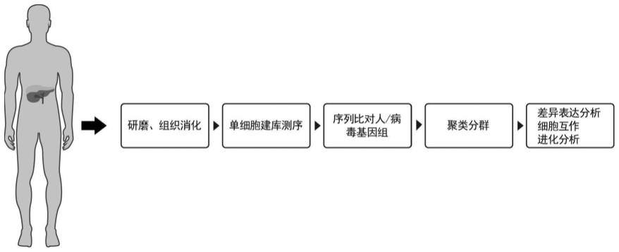 CXCL10+CD274+CD68+细胞群在制备慢性乙型肝炎预后预测产品中的应用的制作方法