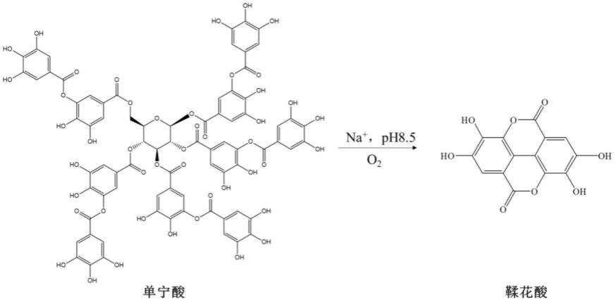 一种鞣花酸的制备方法与流程