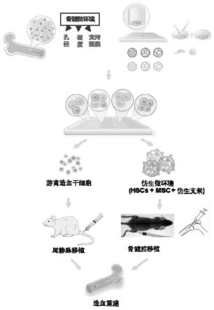 造血干细胞的体外培养方法和包括其的组合物及其用途