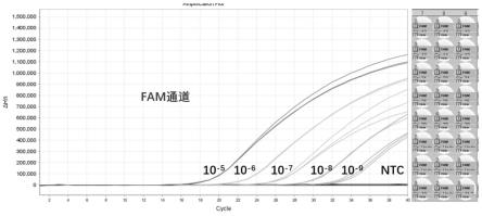 同时检测EHNV、VNNV和RSIV的引物和探针组合的制作方法