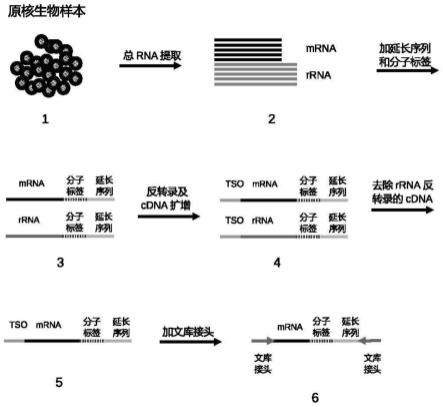 一种构建原核生物RNA测序文库的方法