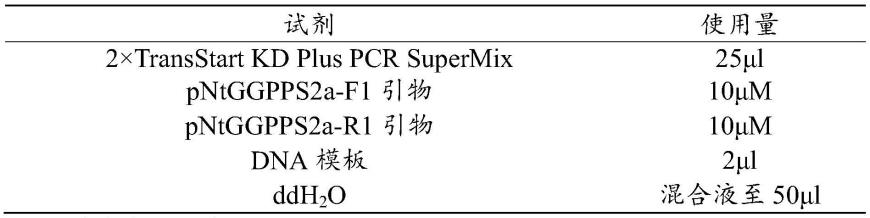 烟草腺毛启动子pNtGGPPS2a及其应用的制作方法