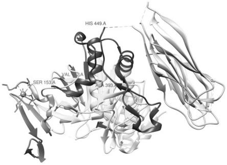 人PCSK9蛋白的优势构象表位及其应用