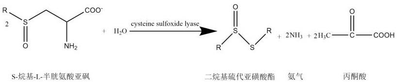 一种细菌源S-烷基-L-半胱氨酸亚砜裂解酶的筛选及其应用