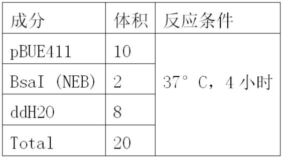 一种用ZmPHT1;7蛋白或其编码基因培育抗旱植物的方法