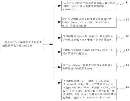 一种HHORSCs外泌体促进真皮乳头细胞诱导毛发再生的方法与流程