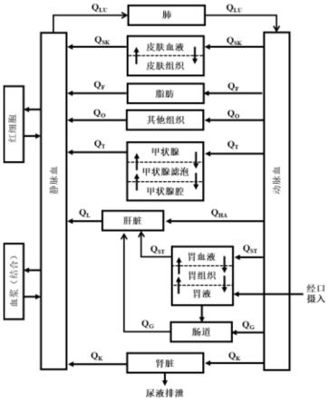 大鼠高氯酸盐的生理毒代动力学模型及其构建方法