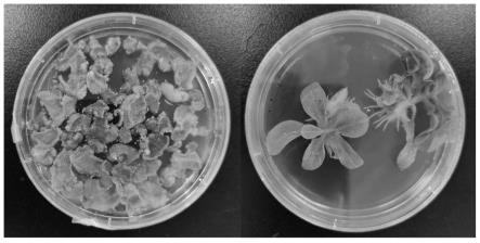 调控玉米黄质棕榈酸酯生物合成的关键基因及其用途