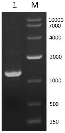 纳豆激酶重组表达载体、重组基因工程菌及应用的制作方法