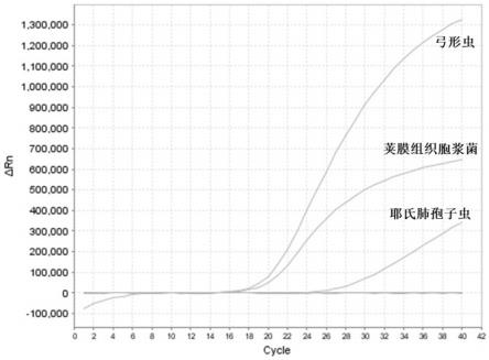 一种检测试剂盒及其应用