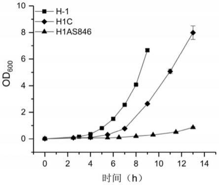 一种凝结芽孢杆菌H-1的表达载体及其构建方法与应用