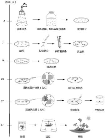 一种不依赖基因型的除虫菊遗传转化方法