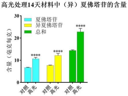 提高夏佛塔苷和异夏佛塔苷含量的广金钱草种植方法