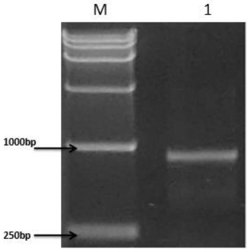 一种编码GA2ox-氧化酶的基因及其在判断芒果矮化品种中的应用的制作方法