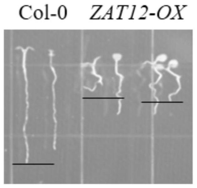 拟南芥锌指蛋白ZAT12在调控植物株型发育中的应用