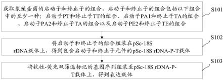 裂殖壶菌的表达载体、表达载体的构建方法及应用与流程