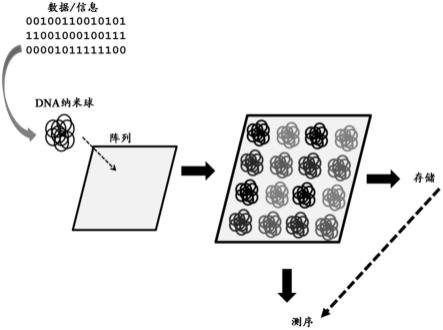 使用核酸分子进行数据存储的系统和方法与流程