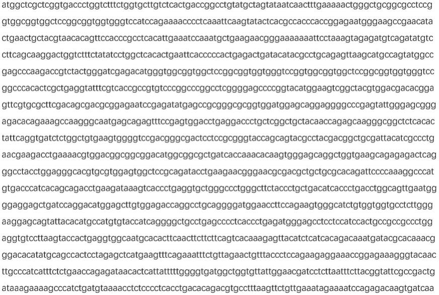 应用人工MHC呈递特异性癌症新抗原的工程化红细胞的制作方法