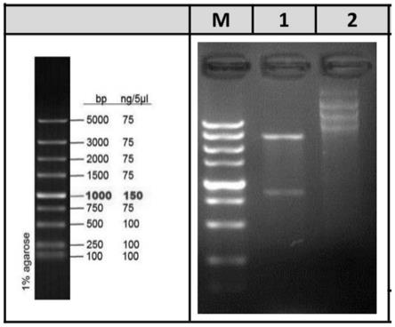 球虫抗原肽/IL5的融合蛋白基因工程菌的制备及用途的制作方法