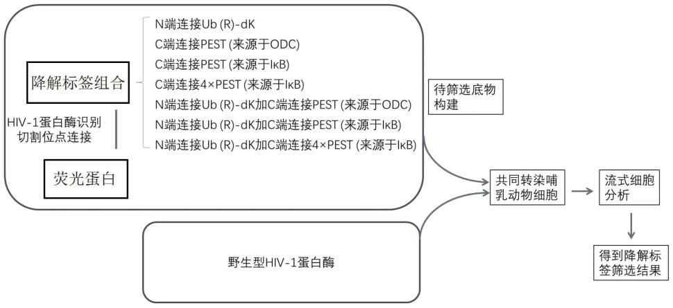 一种受化学调控的蛋白酶工具及其配套底物