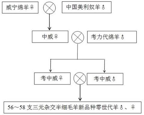 一种48～58支三元杂交半细毛羊新品种培育方法与流程