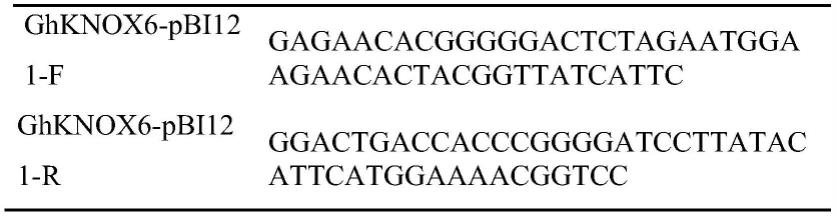 基因GhKNOX6在棉花纤维细胞伸长中的应用的制作方法
