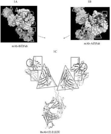 双特异性抗体的配方优化的制作方法