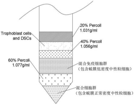 一种分离蜕膜低密度中性粒细胞及正常密度中性粒细胞的方法与流程