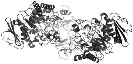 来源于深海细菌的α-葡萄糖苷酶QsGH13的三维结构及其晶体制备和应用的制作方法