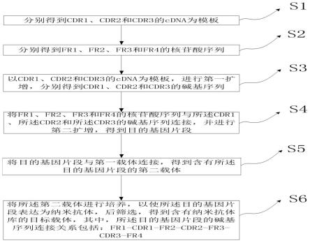 一种半合成纳米抗体库构建方法和纳米抗体库与流程