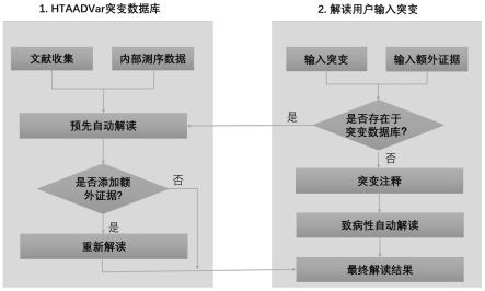 主动脉疾病遗传突变自动化解读系统（HTAADVar）