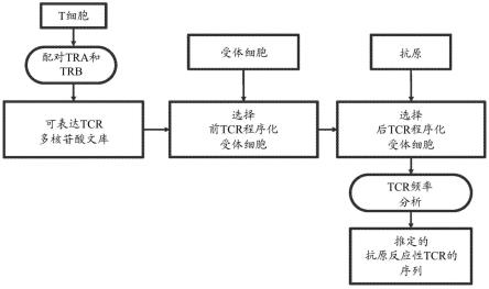 用于T细胞受体鉴定的组合物和方法与流程