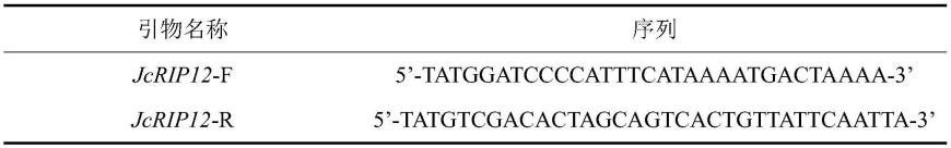麻疯树核糖体失活蛋白JcRIP12及其编码基因和应用