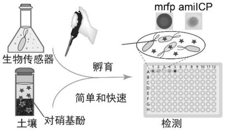 用于检测对硝基酚的全细胞生物传感器及检测方法