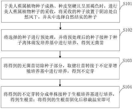 一种美人蕉属植物种子离体萌发及高效快繁的方法