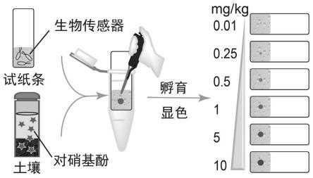 一种用于检测对硝基酚的试纸条及其制备方法与应用