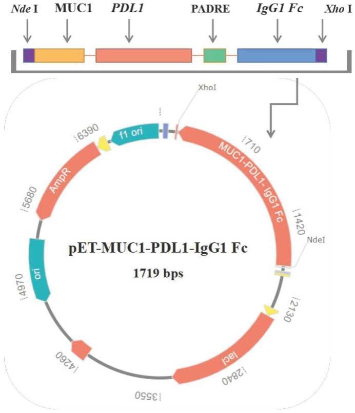MUC1-PDL1-IgG1Fc肿瘤疫苗及其制备方法和应用