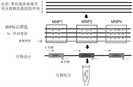 一种水痘-带状疱疹病毒的MNP标记位点、引物组合物、试剂盒及其应用