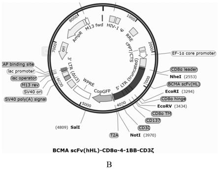 靶向BCMA的嵌合抗原受体及其应用