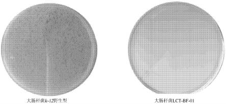 抗噬菌体微生物的制作方法