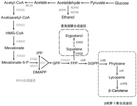 一种生产β-胡萝卜素的菌株及其应用的制作方法