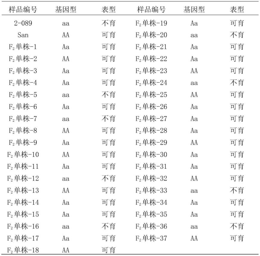 与番茄雄性不育基因ms-7紧密连锁的InDel分子标记及其引物和应用