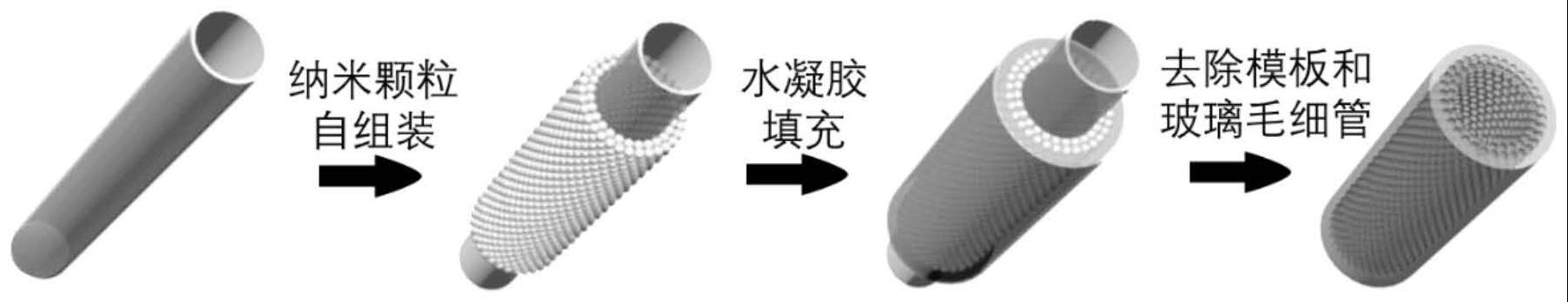 一种具有非对称性结构的管状水凝胶的制备方法和应用与流程