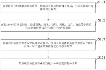 一种布鲁氏菌介导巨噬细胞自噬的图像人工智能识别方法