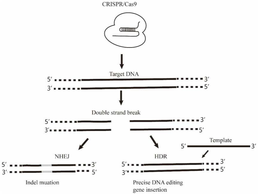 一种低免疫原性的crispr Cas9核酸蛋白复合物的制备方法及其应用与流程