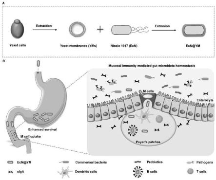 酵母细胞膜封装的细菌及应用