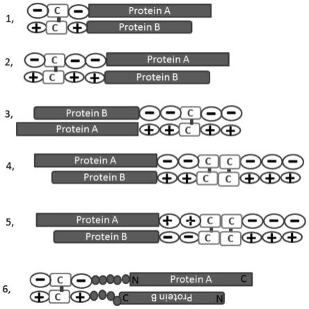 促进蛋白二聚体形成的拉链扣结构及其应用的制作方法