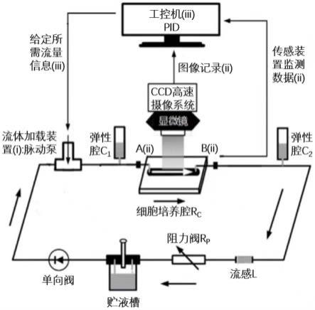 一种用于血管支架材料表面内皮细胞动力学测试的微流控体外循环系统