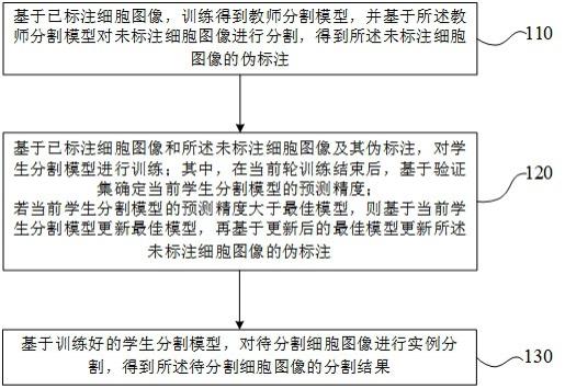 基于伪标注动态更新的细胞实例分割方法和装置与流程