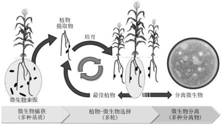 赋予植物物种有益特性的方法、组合物、聚生体、代谢物及合成组合与流程